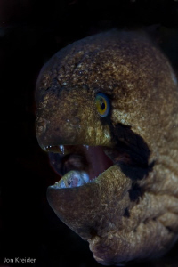 black cheek eel....they actually bite! by Jon Kreider 